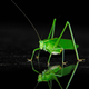 Illustration for article titled Shooting Challenge: Bugs Gallery (Part 3)